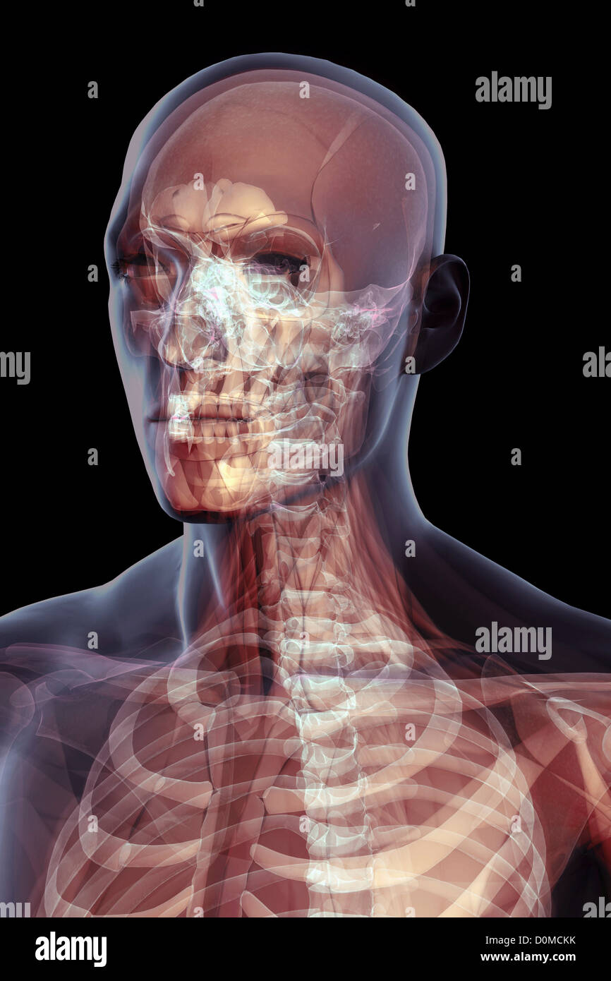 Un modello umano che mostra la gabbia toracica e il collo. Foto Stock