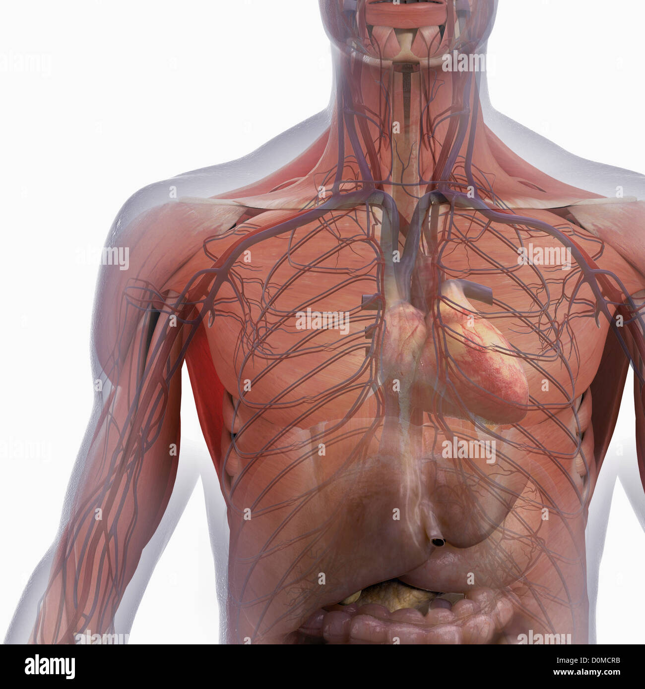 Un modello umano che mostra il sistema respiratorio. Foto Stock