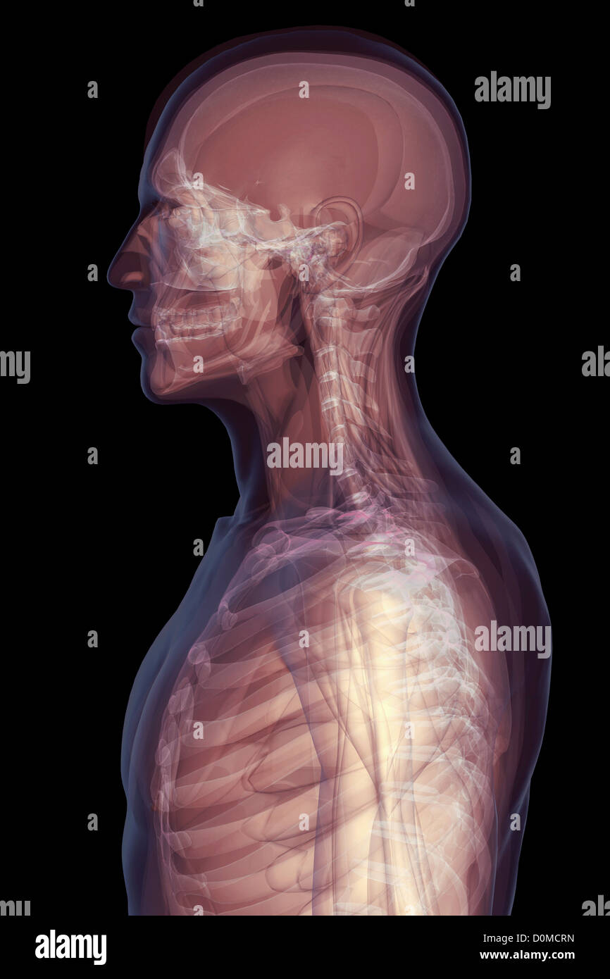 Un modello umano che mostra la gabbia toracica, il collo e la testa. Foto Stock