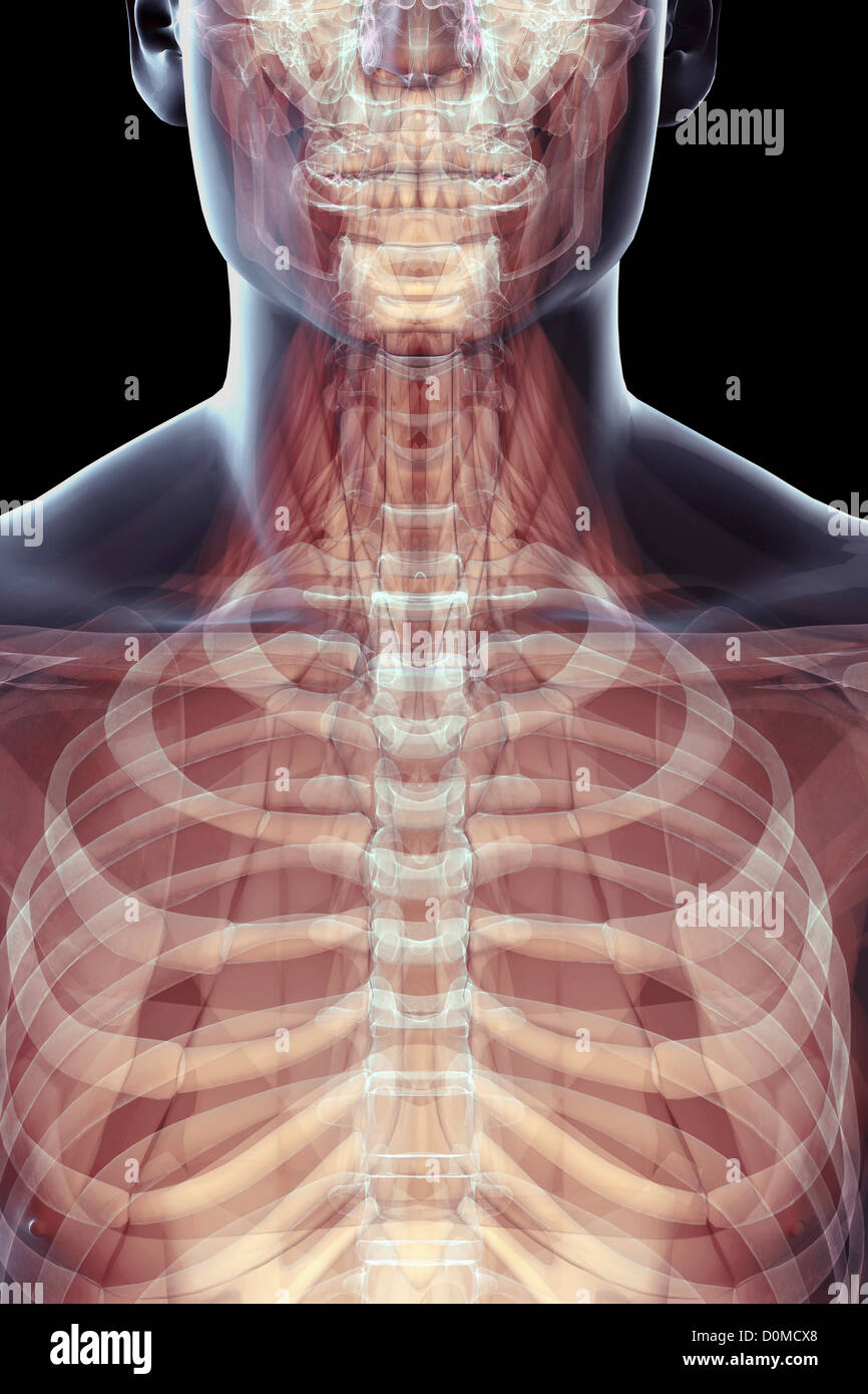 Un modello umano che mostra la gabbia toracica e colonna vertebrale. Foto Stock