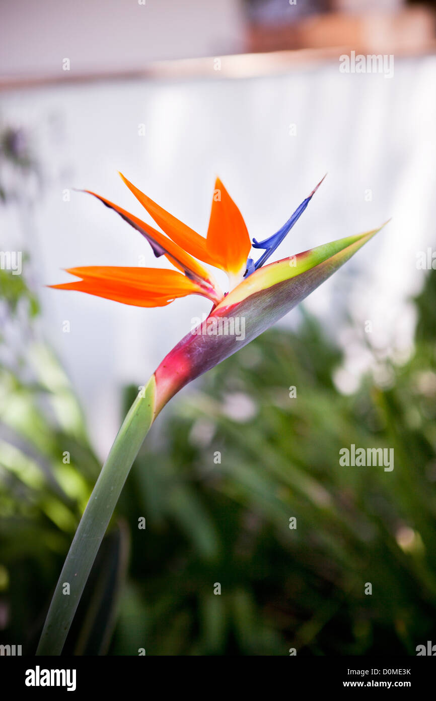 Close-up di uccello del paradiso fiore Foto Stock