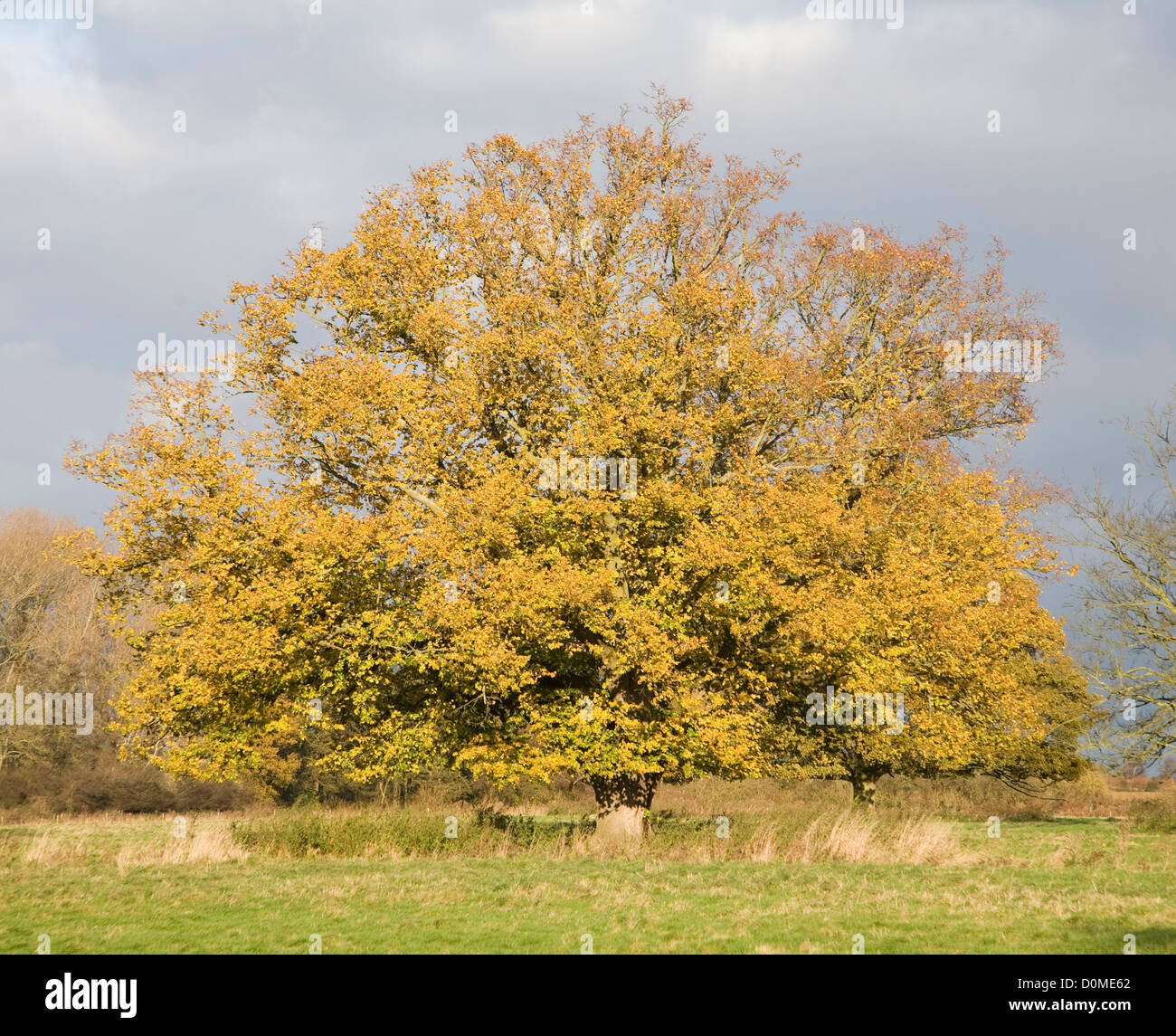 Foglie di giallo tiglio in autunno Sutton, Suffolk, Inghilterra Foto Stock