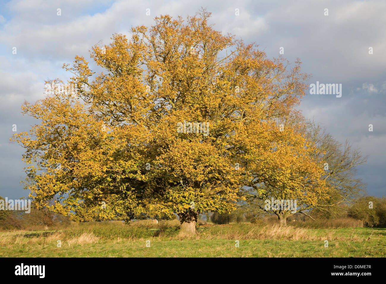 Foglie di giallo tiglio in autunno Sutton, Suffolk, Inghilterra Foto Stock
