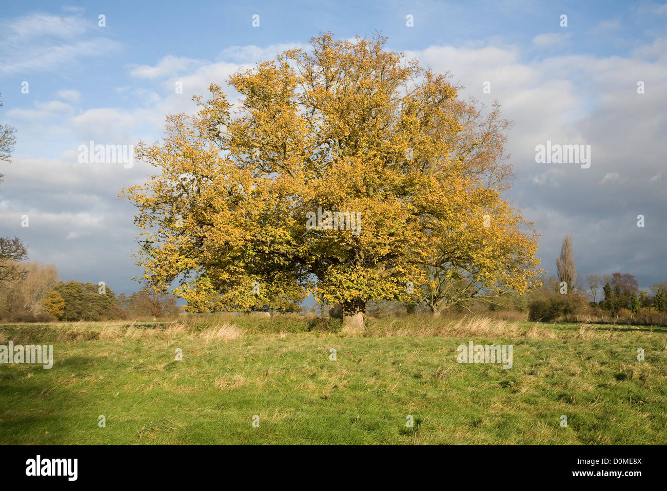 Foglie di giallo tiglio in autunno Sutton, Suffolk, Inghilterra Foto Stock