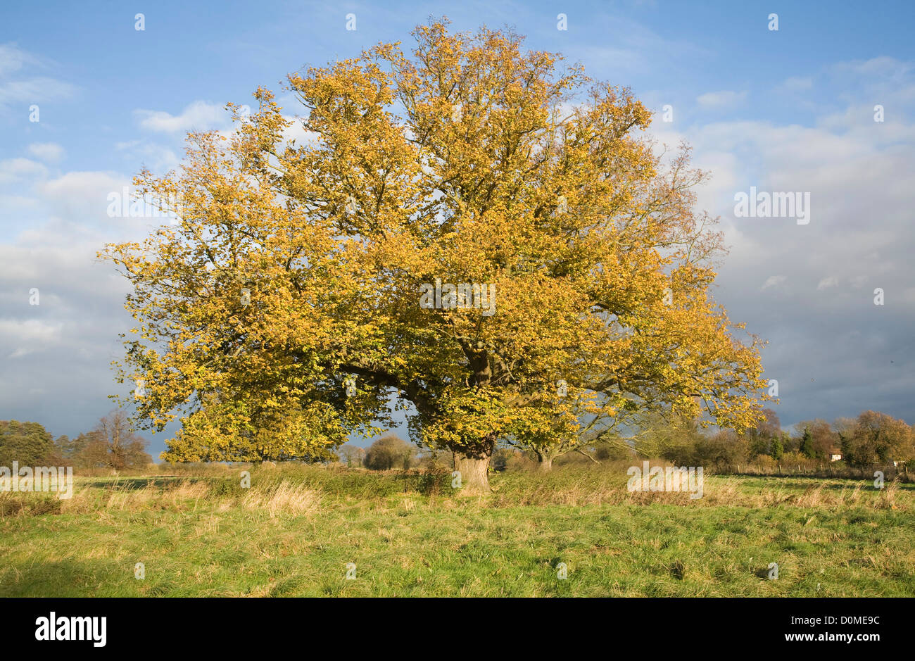 Foglie di giallo tiglio in autunno Sutton, Suffolk, Inghilterra Foto Stock