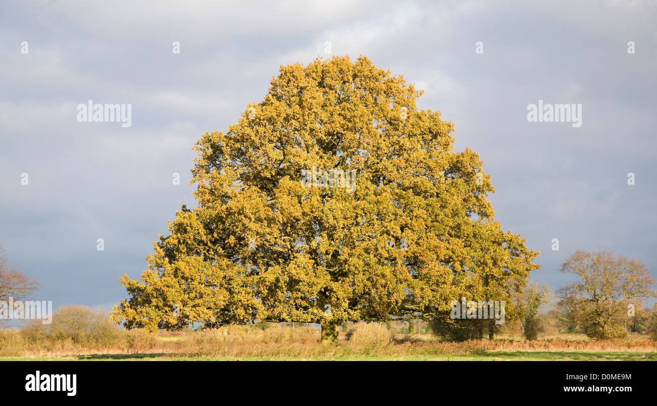 Unico albero di quercia Quercus robur Foglie di autunno in piedi da solo in campo, Sutton, Suffolk, Inghilterra Foto Stock