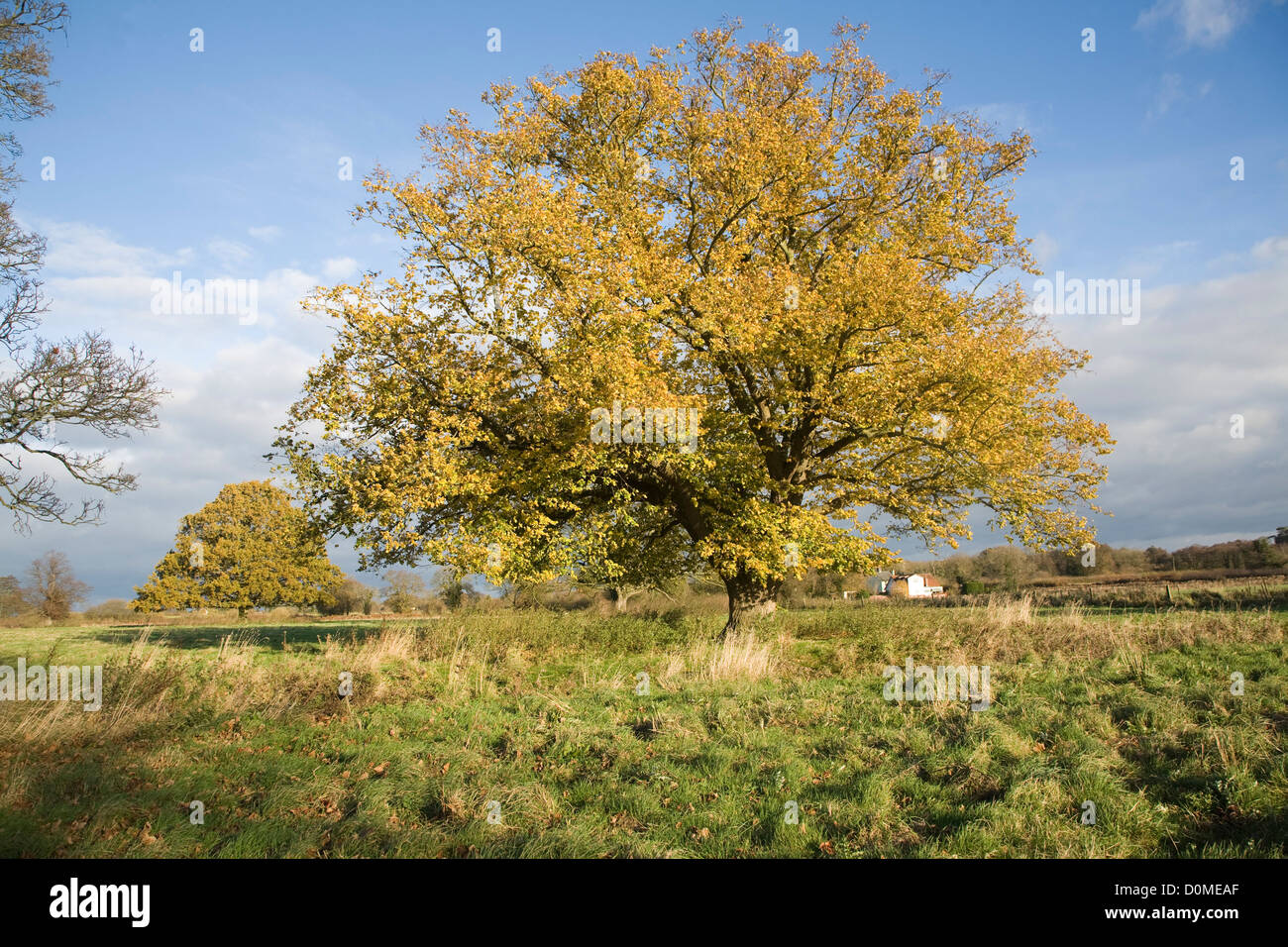 Foglie di giallo tiglio in autunno Sutton, Suffolk, Inghilterra Foto Stock