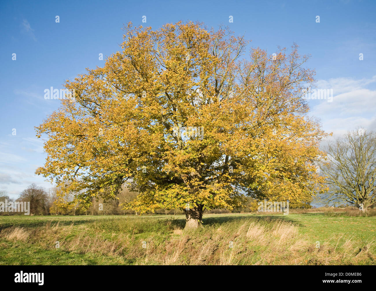 Foglie di giallo tiglio in autunno Sutton, Suffolk, Inghilterra Foto Stock