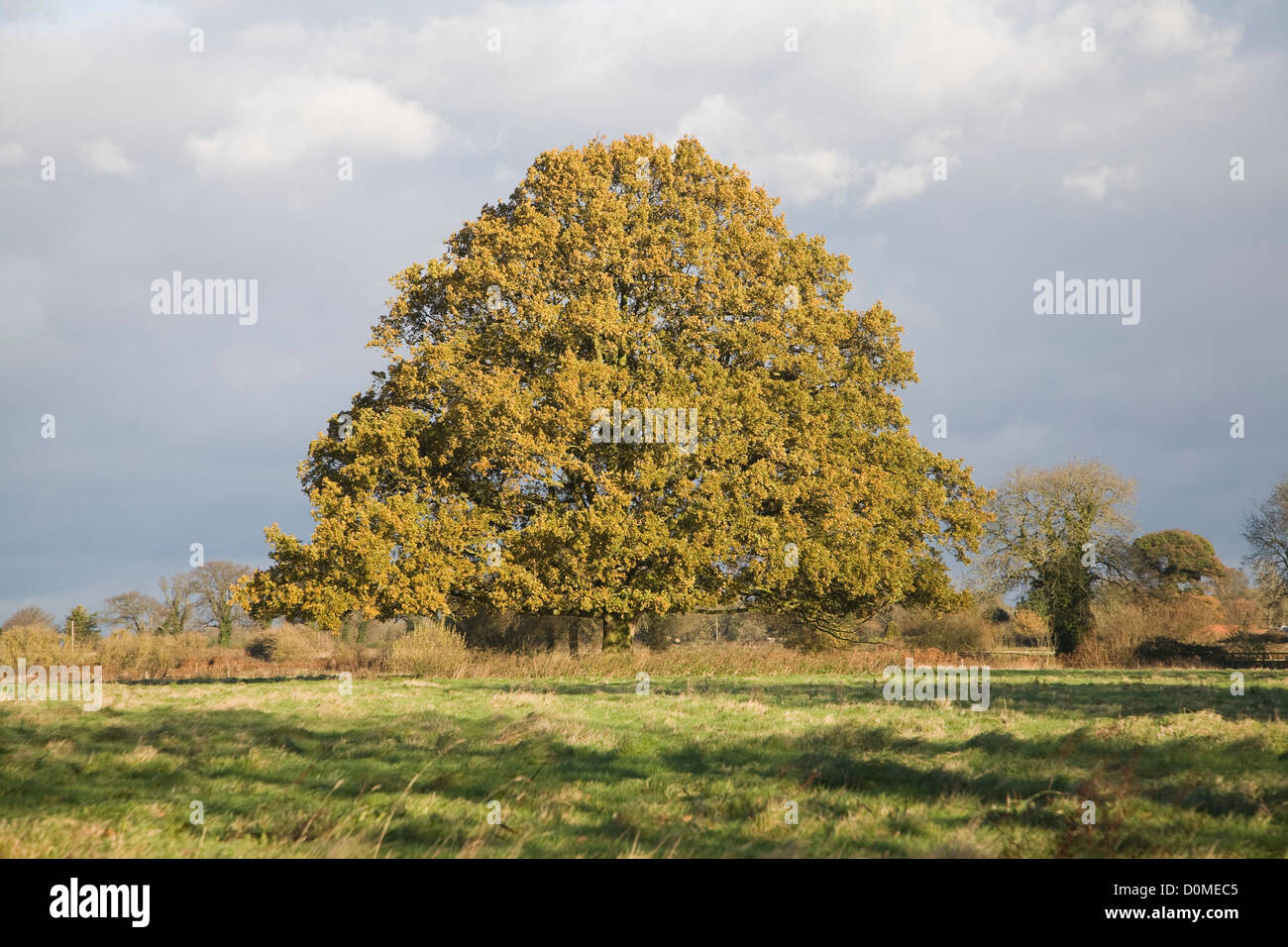 Unico albero di quercia Quercus robur Foglie di autunno in piedi da solo in campo, Sutton, Suffolk, Inghilterra Foto Stock