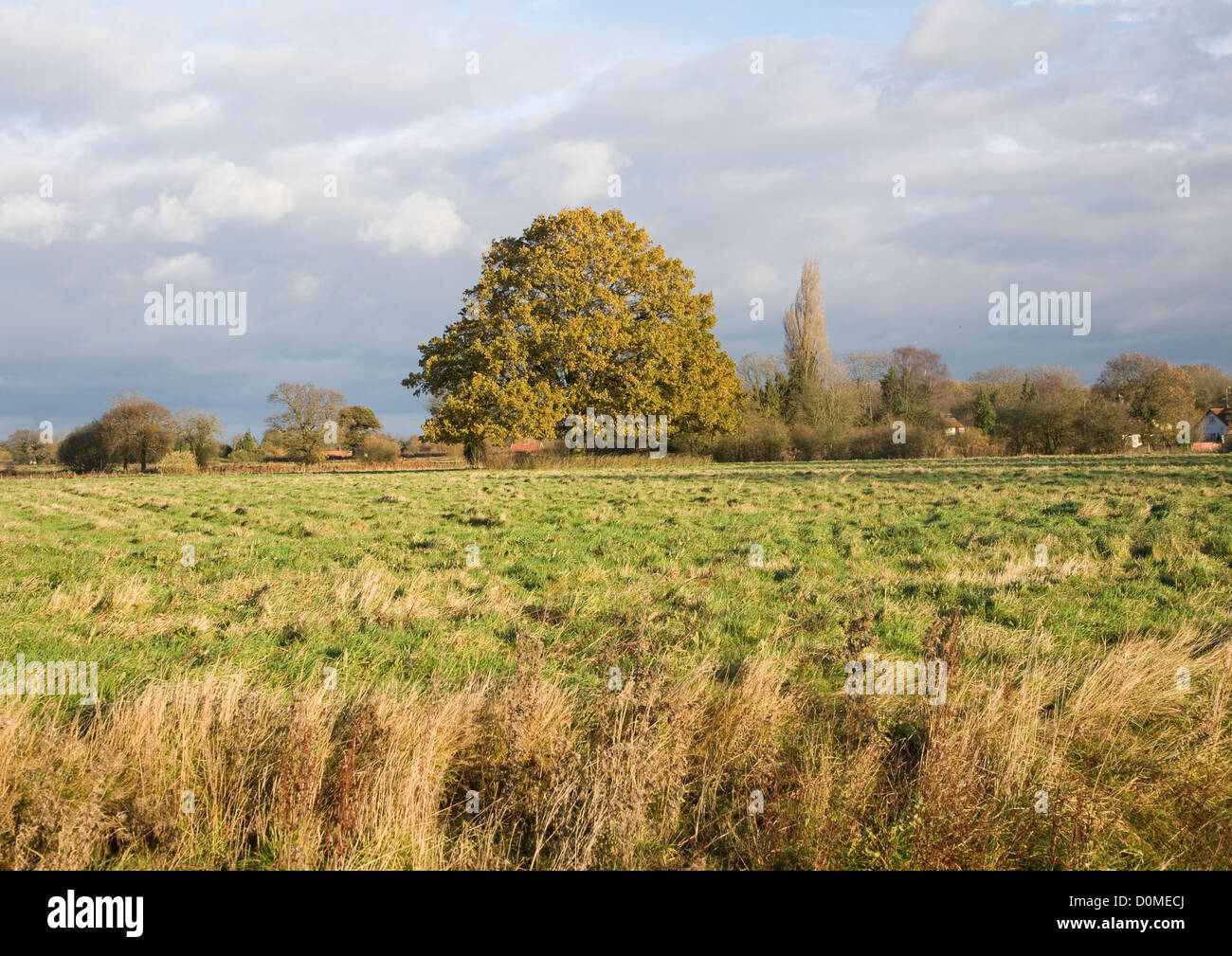 Unico albero di quercia Quercus robur Foglie di autunno in piedi da solo in campo, Sutton, Suffolk, Inghilterra Foto Stock