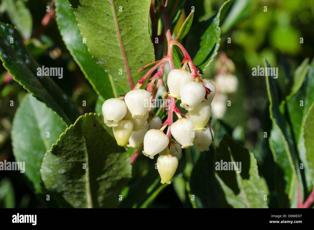 Fiori di Arbutus unedo Foto Stock