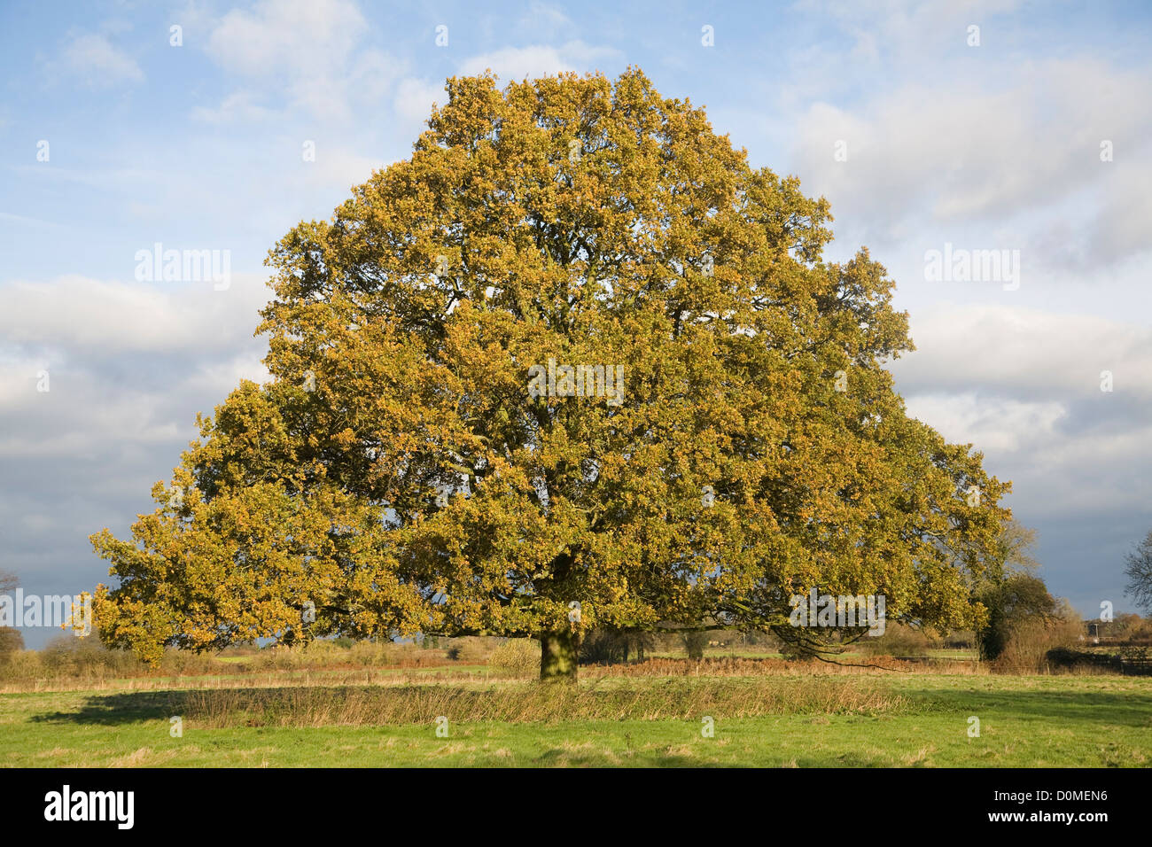 Unico albero di quercia Quercus robur Foglie di autunno in piedi da solo in campo, Sutton, Suffolk, Inghilterra Foto Stock