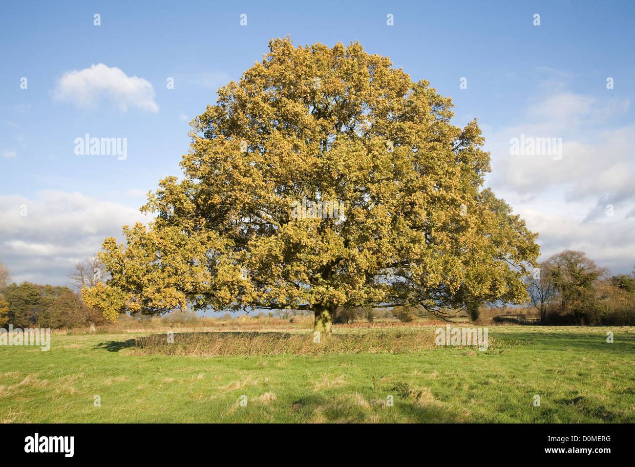 Unico albero di quercia Quercus robur Foglie di autunno in piedi da solo in campo, Sutton, Suffolk, Inghilterra Foto Stock