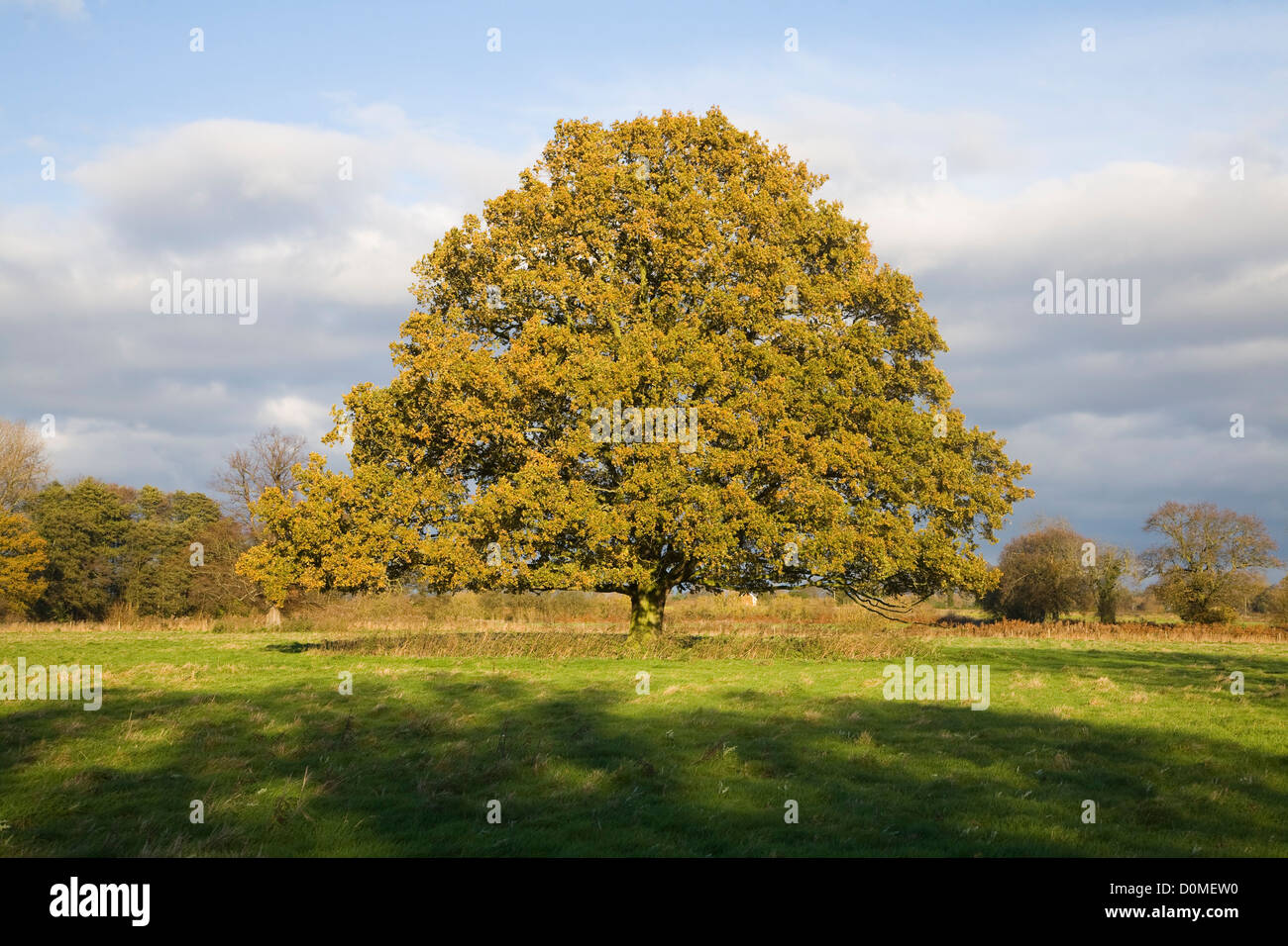 Unico albero di quercia Quercus robur Foglie di autunno in piedi da solo in campo, Sutton, Suffolk, Inghilterra Foto Stock