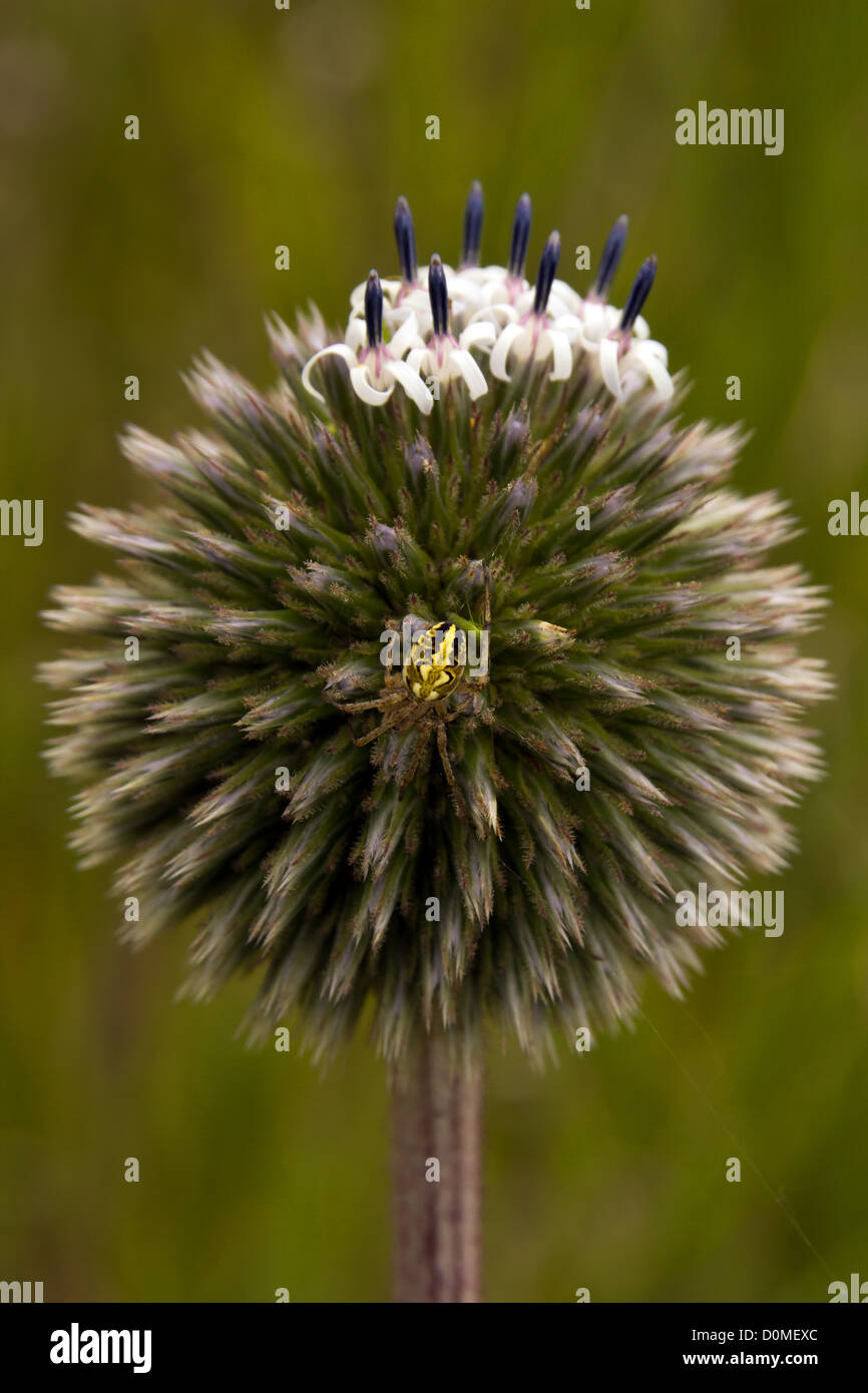 Piccolo Araneus su interessanti cercando fiore. Foto Stock
