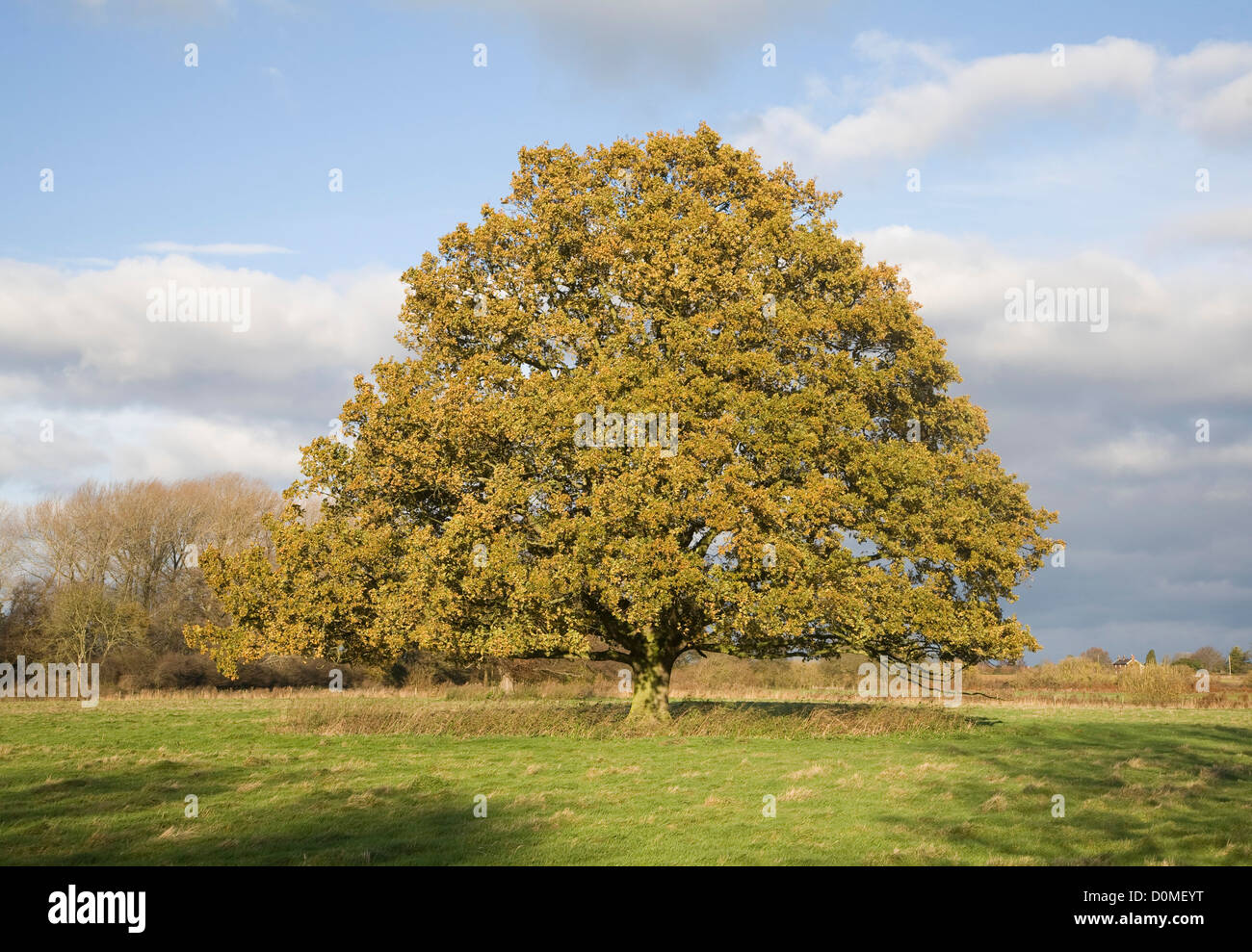 Unico albero di quercia Quercus robur Foglie di autunno in piedi da solo in campo, Sutton, Suffolk, Inghilterra Foto Stock