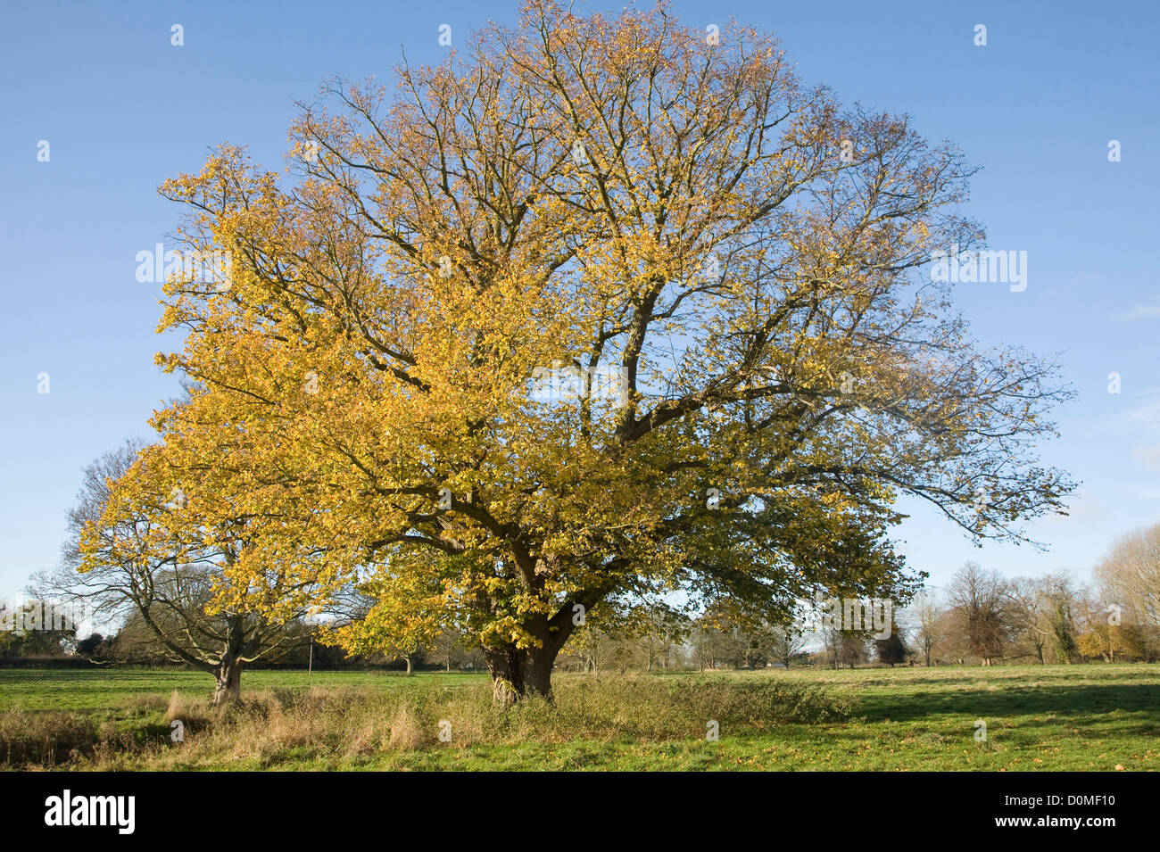 Foglie di giallo tiglio in autunno Sutton, Suffolk, Inghilterra Foto Stock