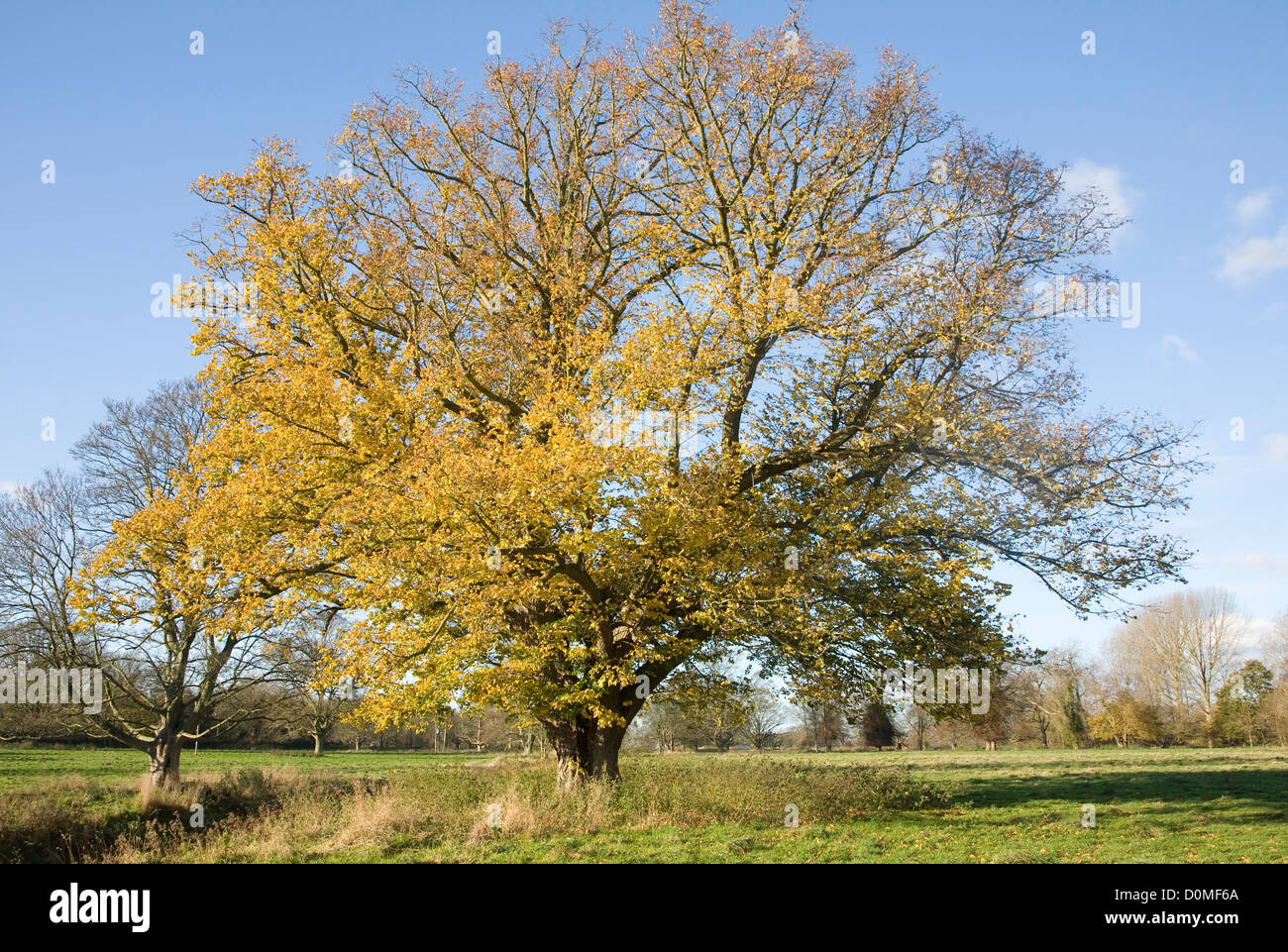 Foglie di giallo tiglio in autunno Sutton, Suffolk, Inghilterra Foto Stock