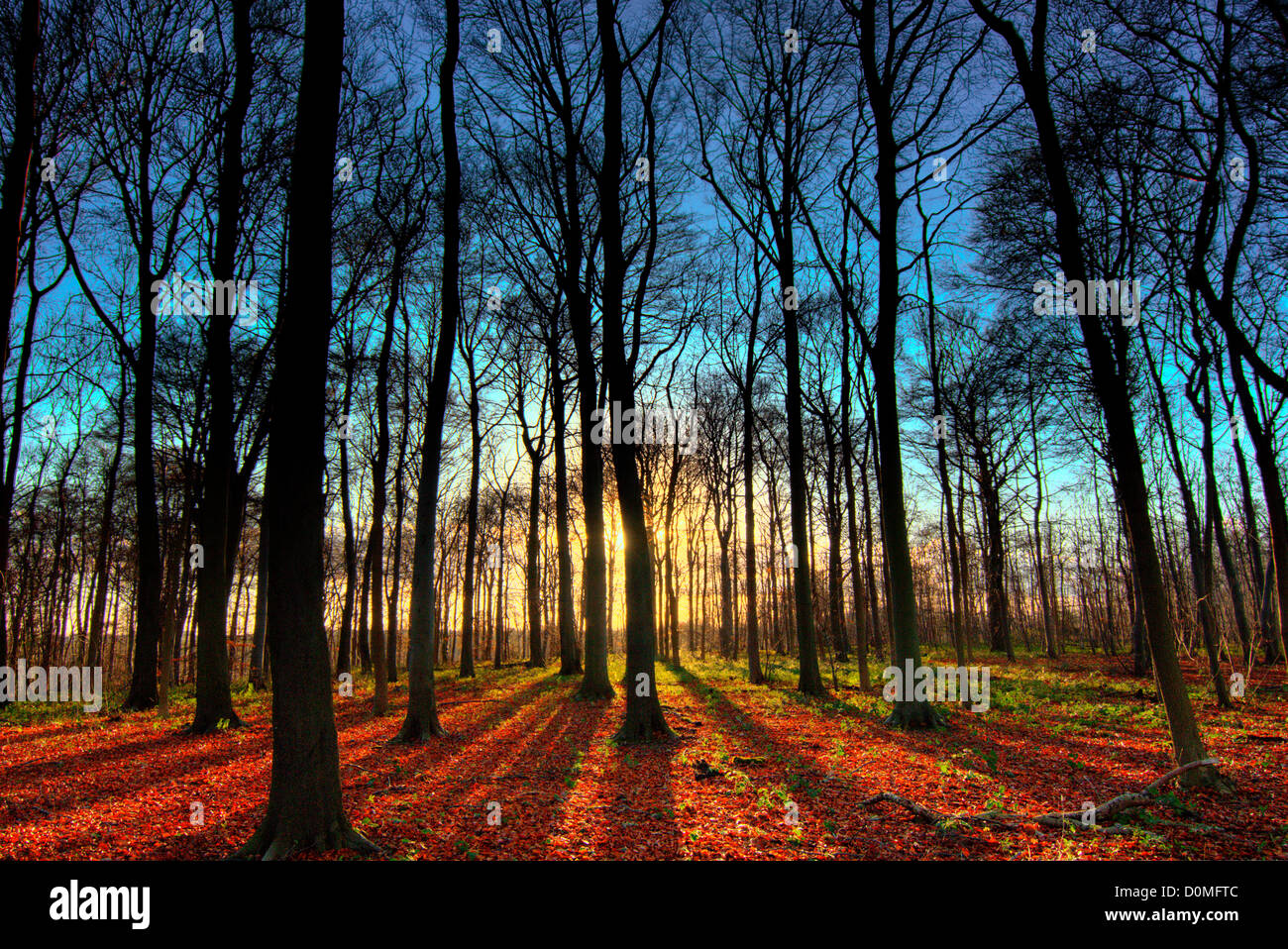 Gli alberi in una zona boscosa con sun flair. Yorkshire Wildlife Trust è Brockadale riserva naturale Foto Stock