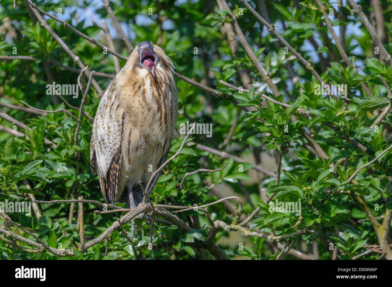 Rohrdommel, Botaurus stellaris, tarabuso Foto Stock