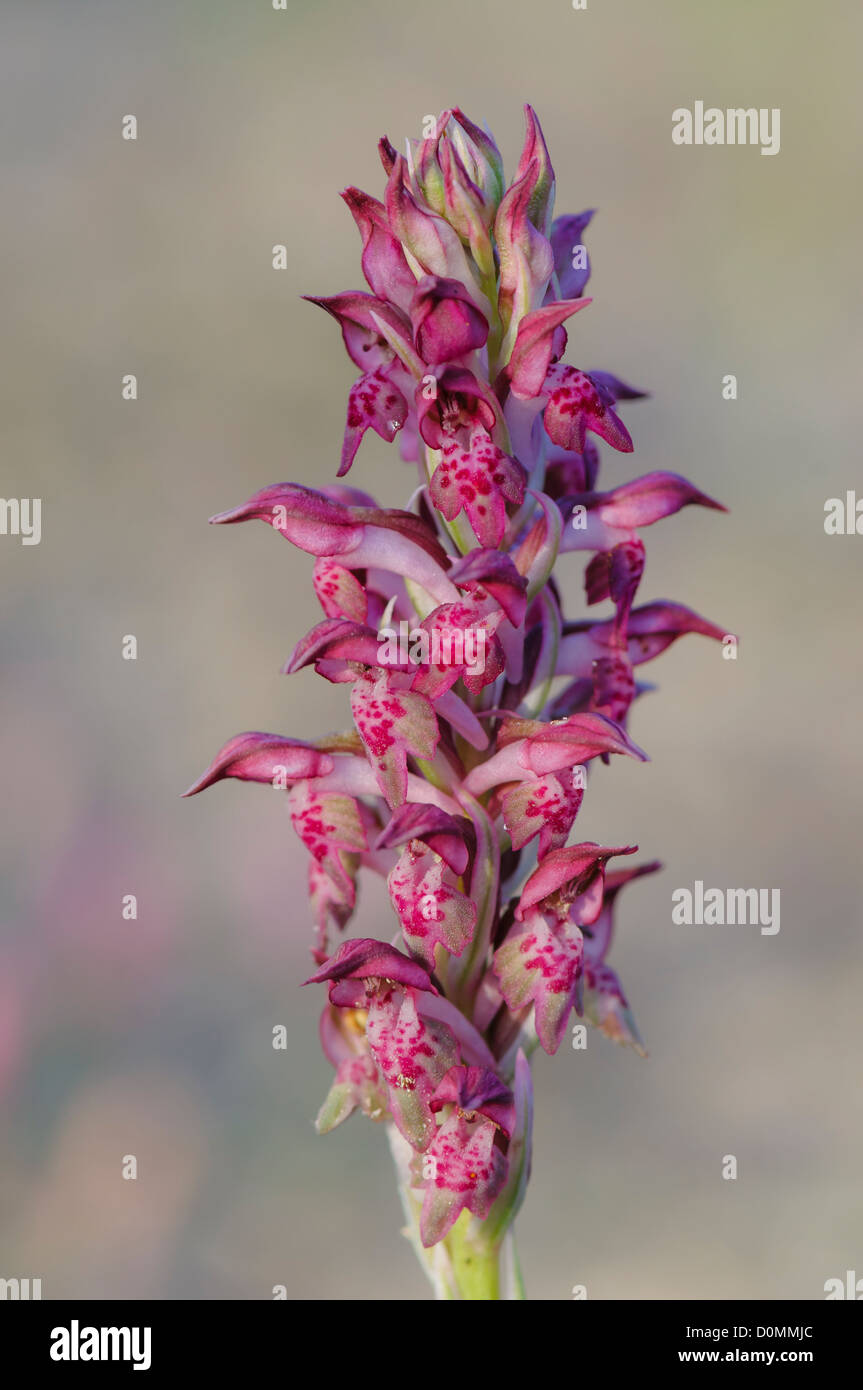 Wanzen Knabenkraut, Orchis coriophora, bug o Orchid Orchid fragrante Foto Stock