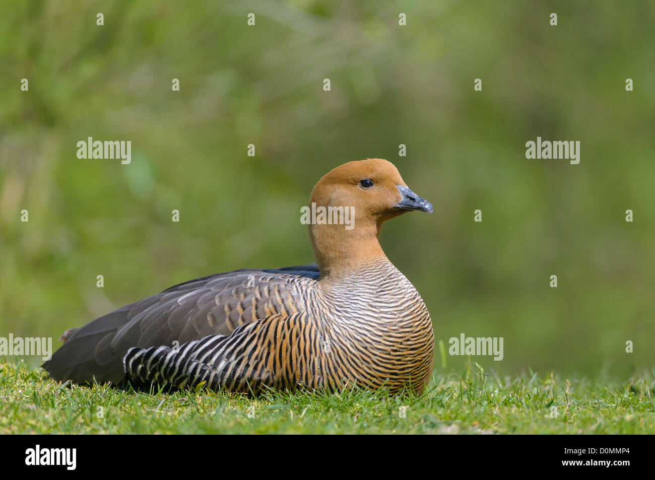 Weibliche Magellangans, Chloephaga picta, femmina oca montane Foto Stock