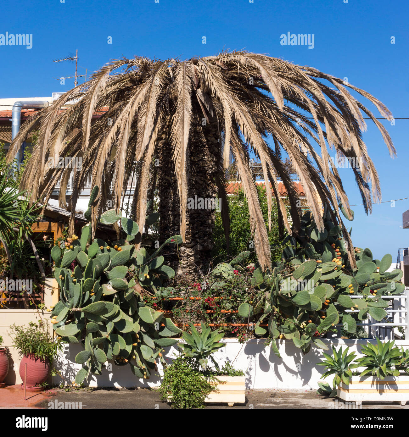 Morendo Palm tree a causa di attacchi da parte di red palm curculione Rhynchophorus ferrugineus, Creta Grecia Foto Stock