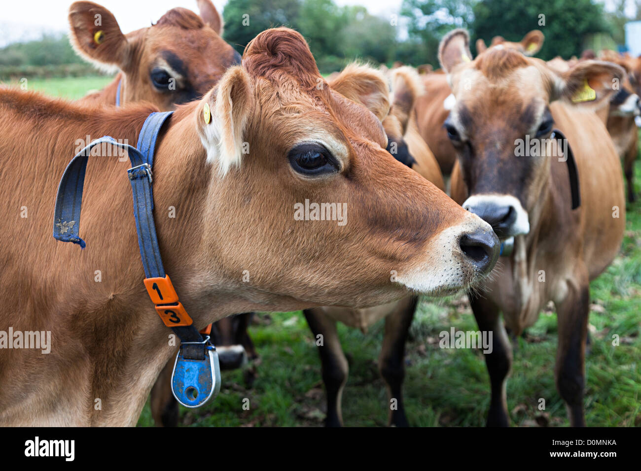 Mandria di vacche Jersey con il collare e il numero, Jersey, Isole del Canale, REGNO UNITO Foto Stock