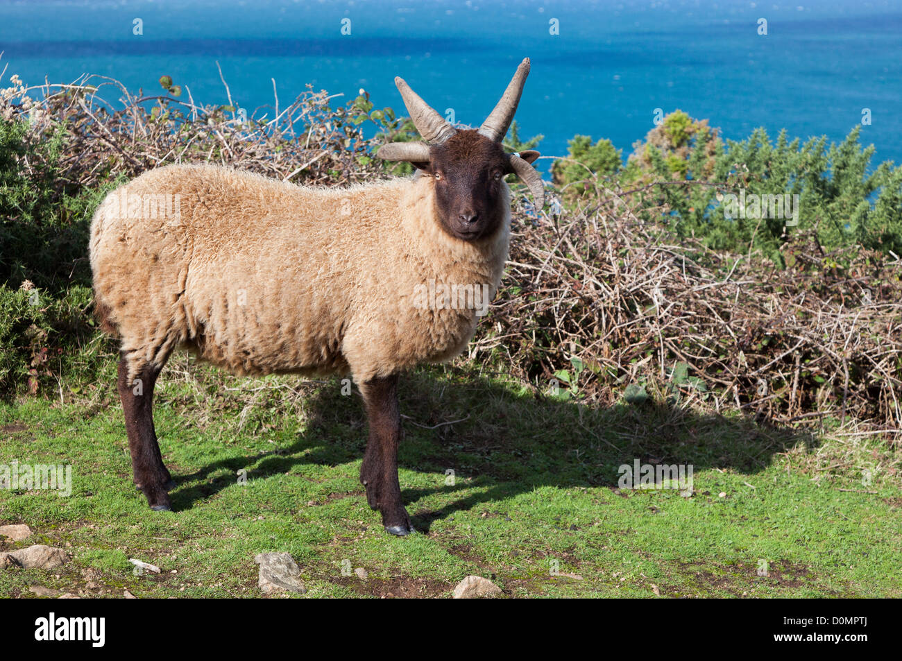 Manx Loaghtan pecore, Jersey, Isole del Canale, REGNO UNITO Foto Stock