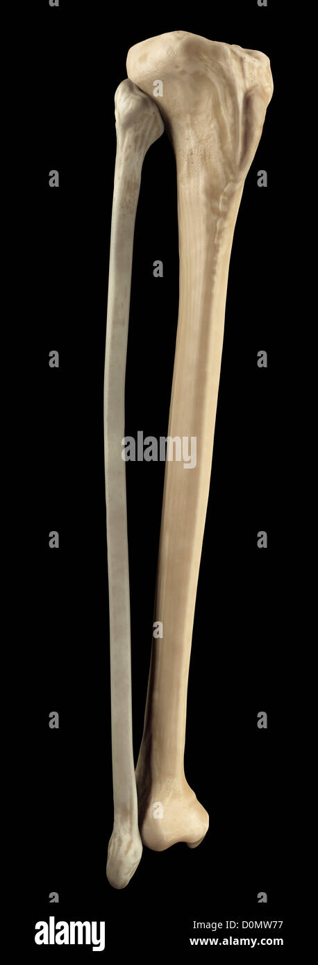 Modello di tibia e fibula le ossa che formano parte della gamba umana. Foto Stock