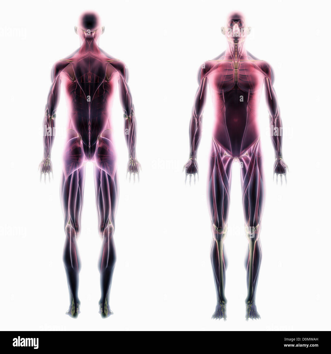 Modello anatomico che mostra una pinna dorsale e ventrale di vedute del muscolo umano sistema. Foto Stock