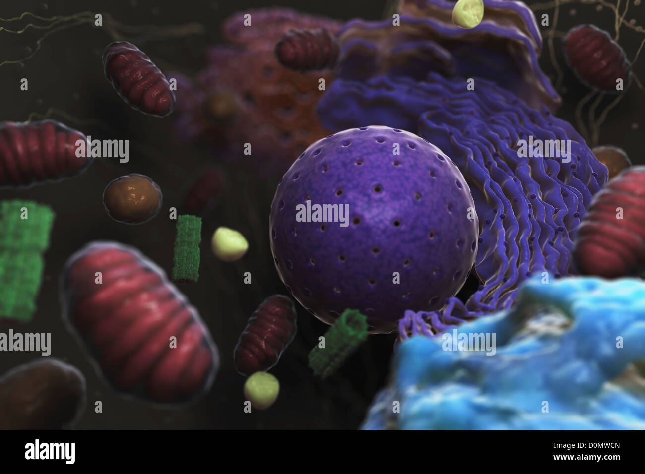 Diagramma che mostra le operazioni interne di una cellula umana. Foto Stock