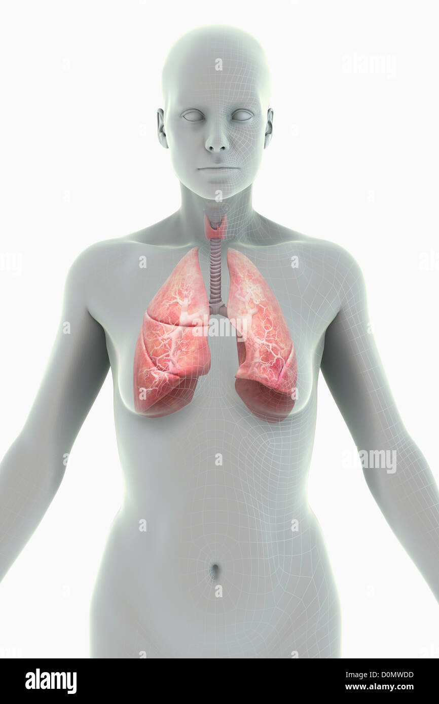 Una stilizzata figura femminile con un telaio di filo di aspetto con gli organi del sistema respiratorio visibile. Foto Stock