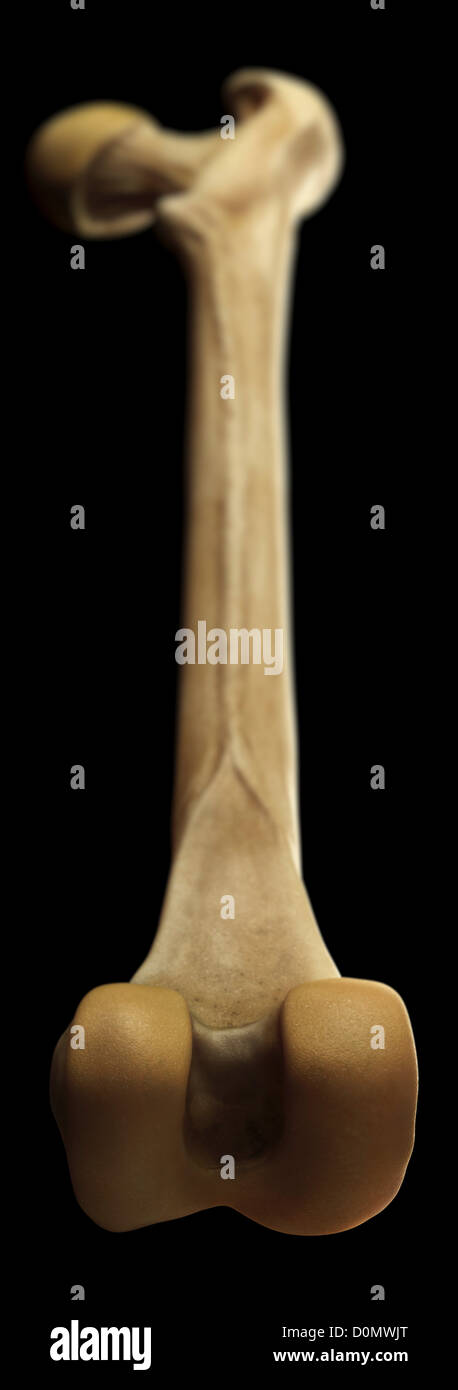 Il modello del femore destro osso. Foto Stock
