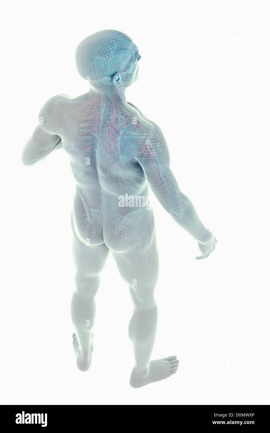Modello che mostra l'anatomia dell'intero corpo umano. Foto Stock