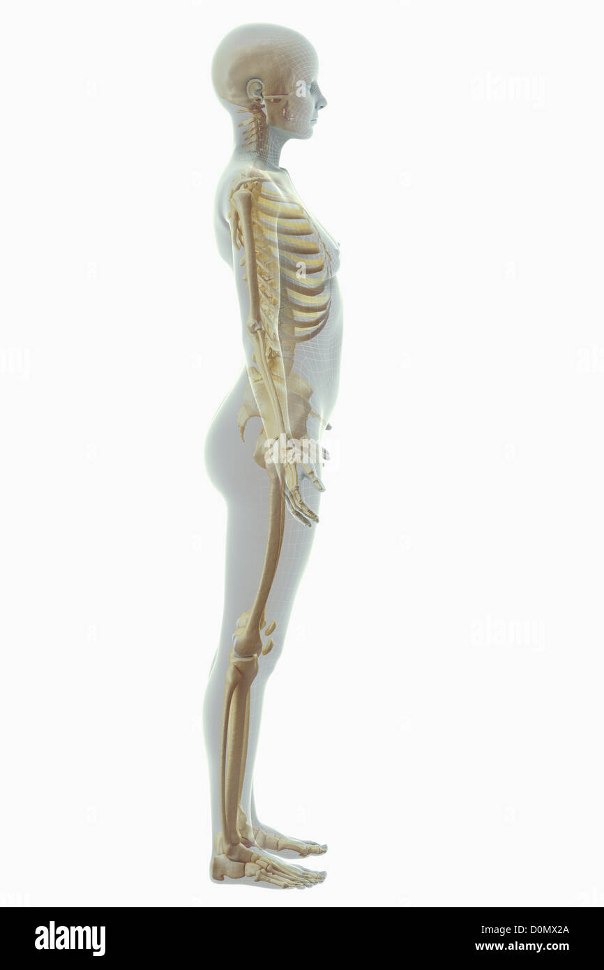 Una stilizzata figura femminile vista frontale il lato con un telaio di filo di aspetto con le ossa del sistema scheletrico visibile. Foto Stock