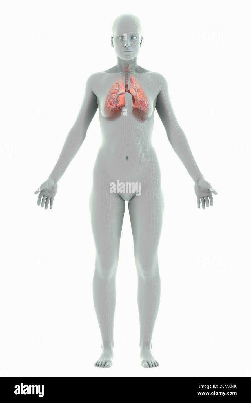 Una stilizzata figura femminile con un telaio di filo di aspetto con gli organi del sistema respiratorio visibile. Foto Stock