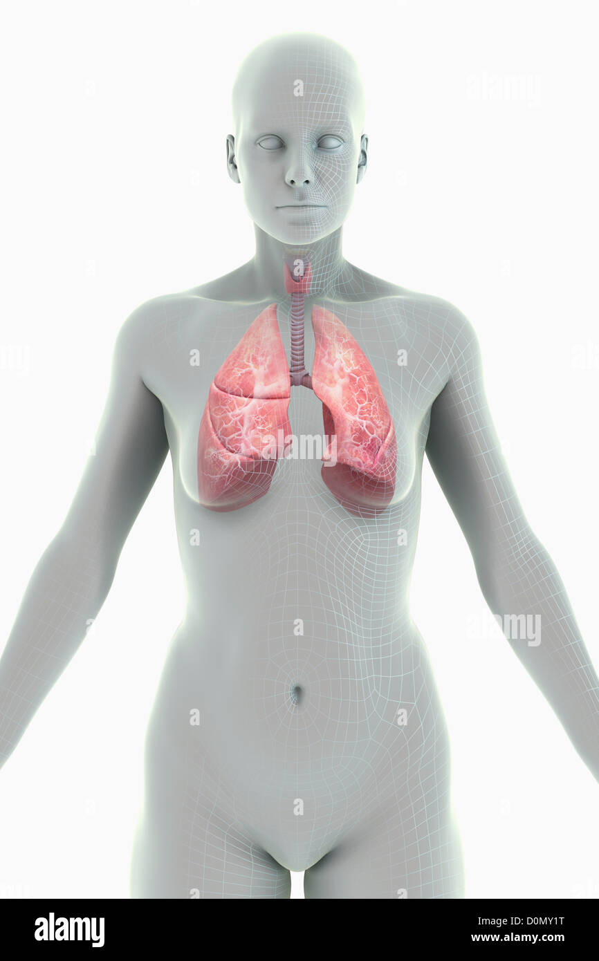 Una stilizzata figura femminile con un telaio di filo di aspetto con gli organi del sistema respiratorio visibile. Foto Stock