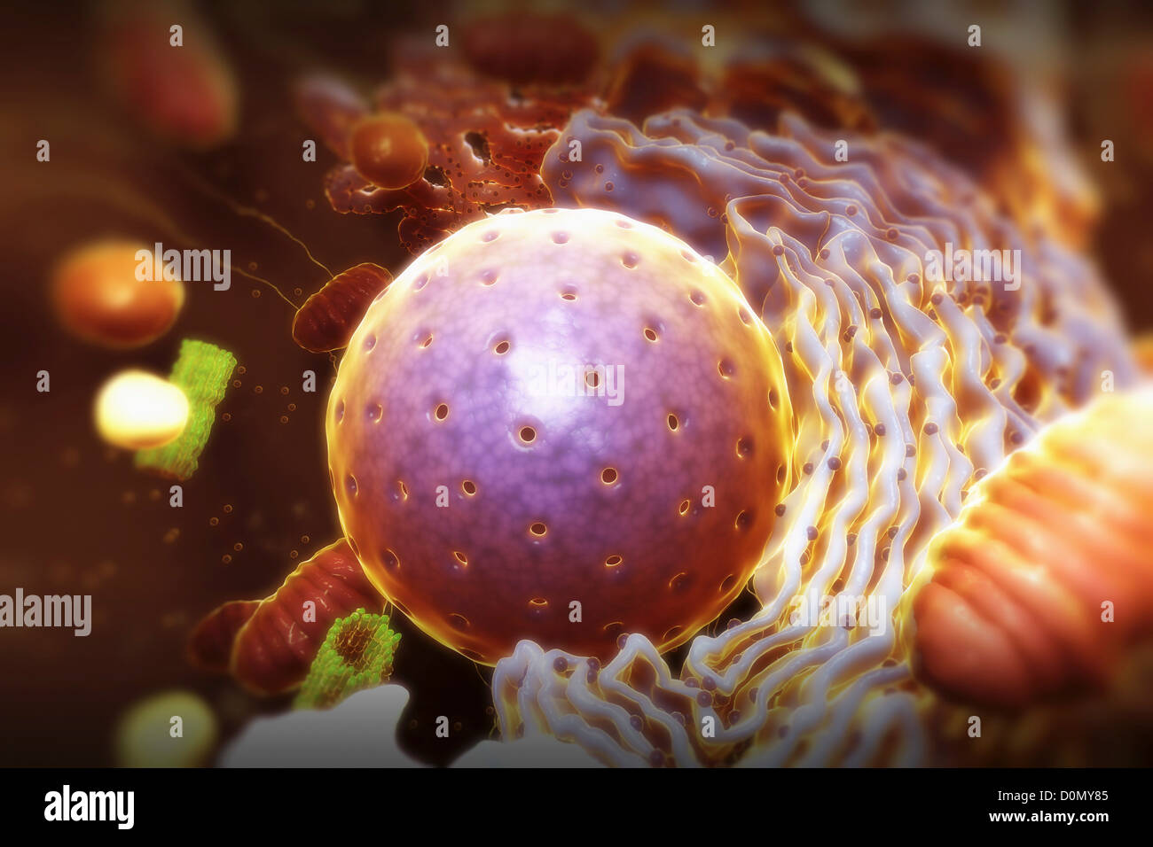 Diagramma che mostra le operazioni interne di una cellula umana. Foto Stock