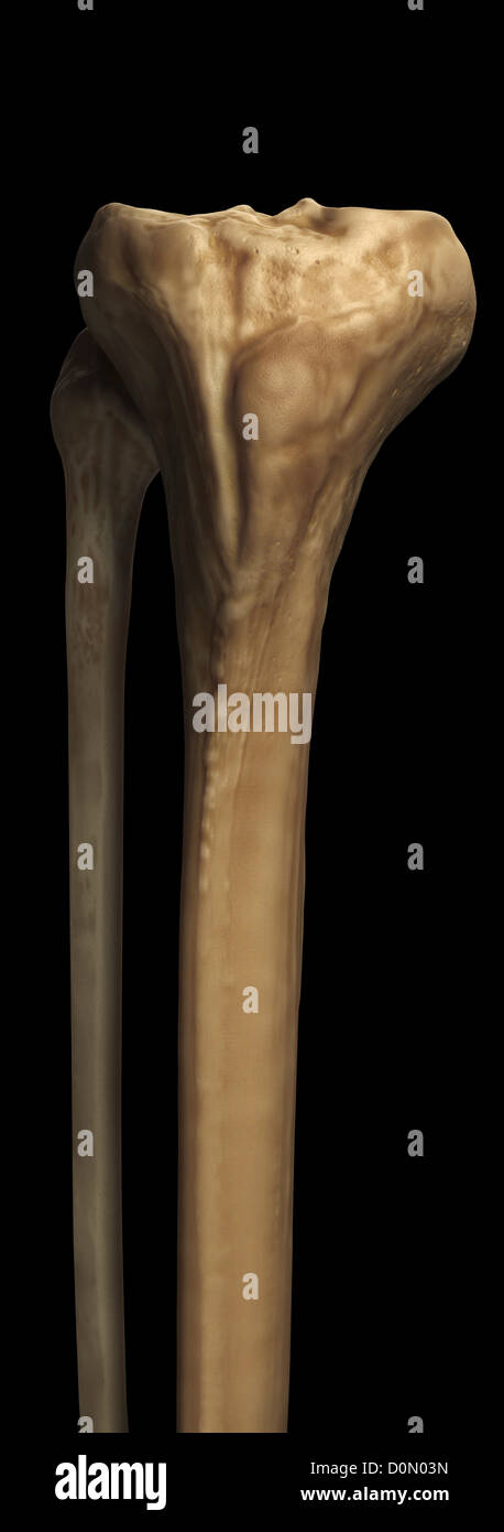 Modello di tibia e fibula le ossa che formano parte della gamba umana. Foto Stock