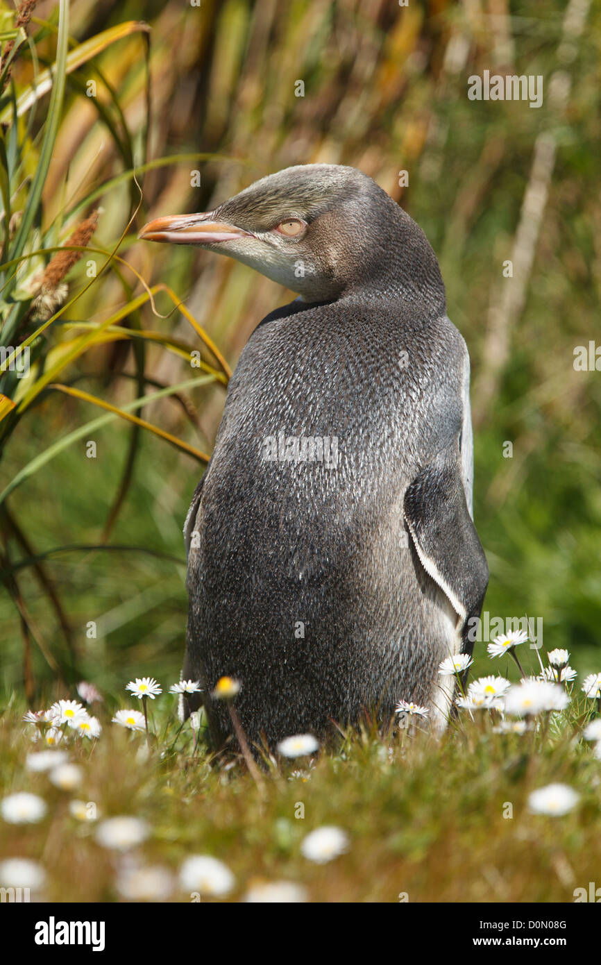 Giallo-eyed penguin (Megadyptes antipodes) giovane, ad Auckland isola, isole Subantartic, Nuova Zelanda Foto Stock