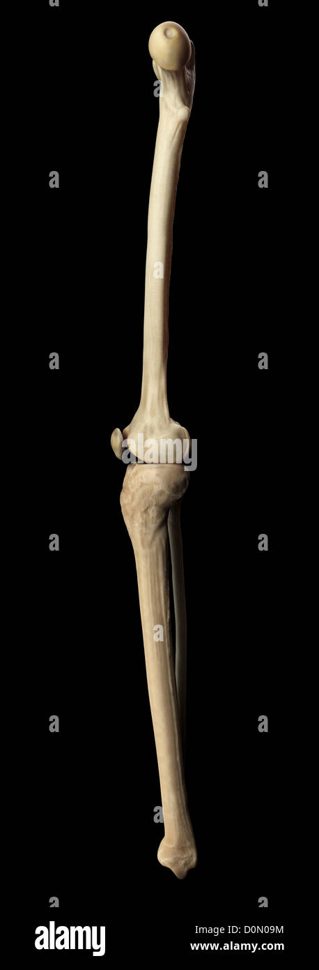 Ossa e giunto che formano la struttura dello scheletro della gamba umana Foto Stock
