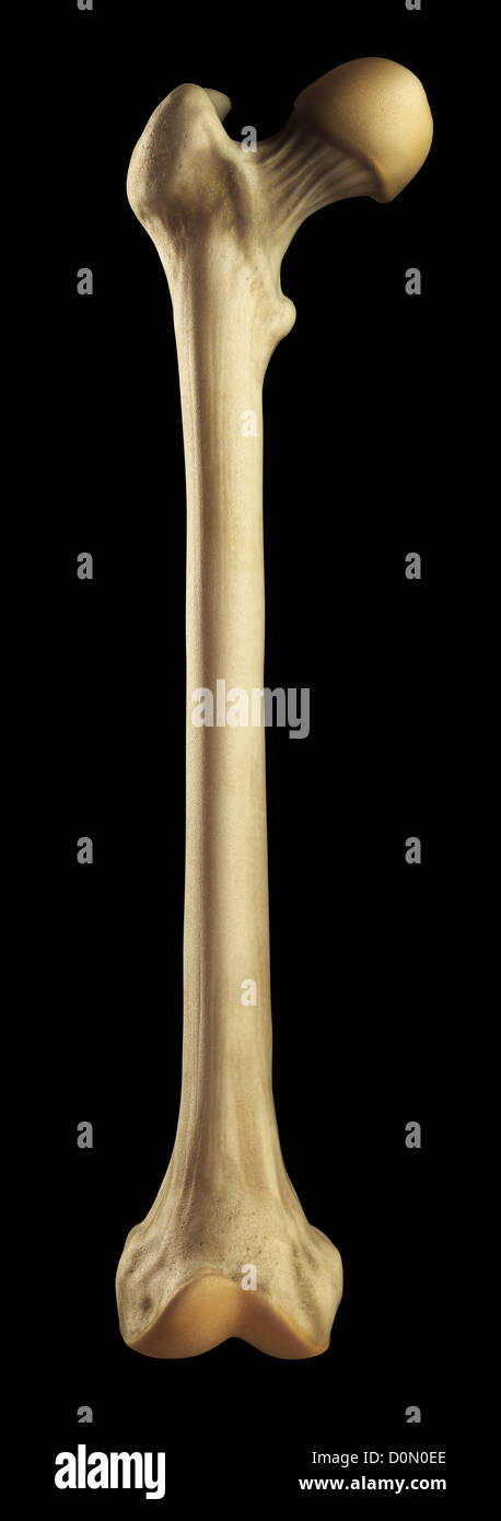 Il modello del femore destro osso. Foto Stock