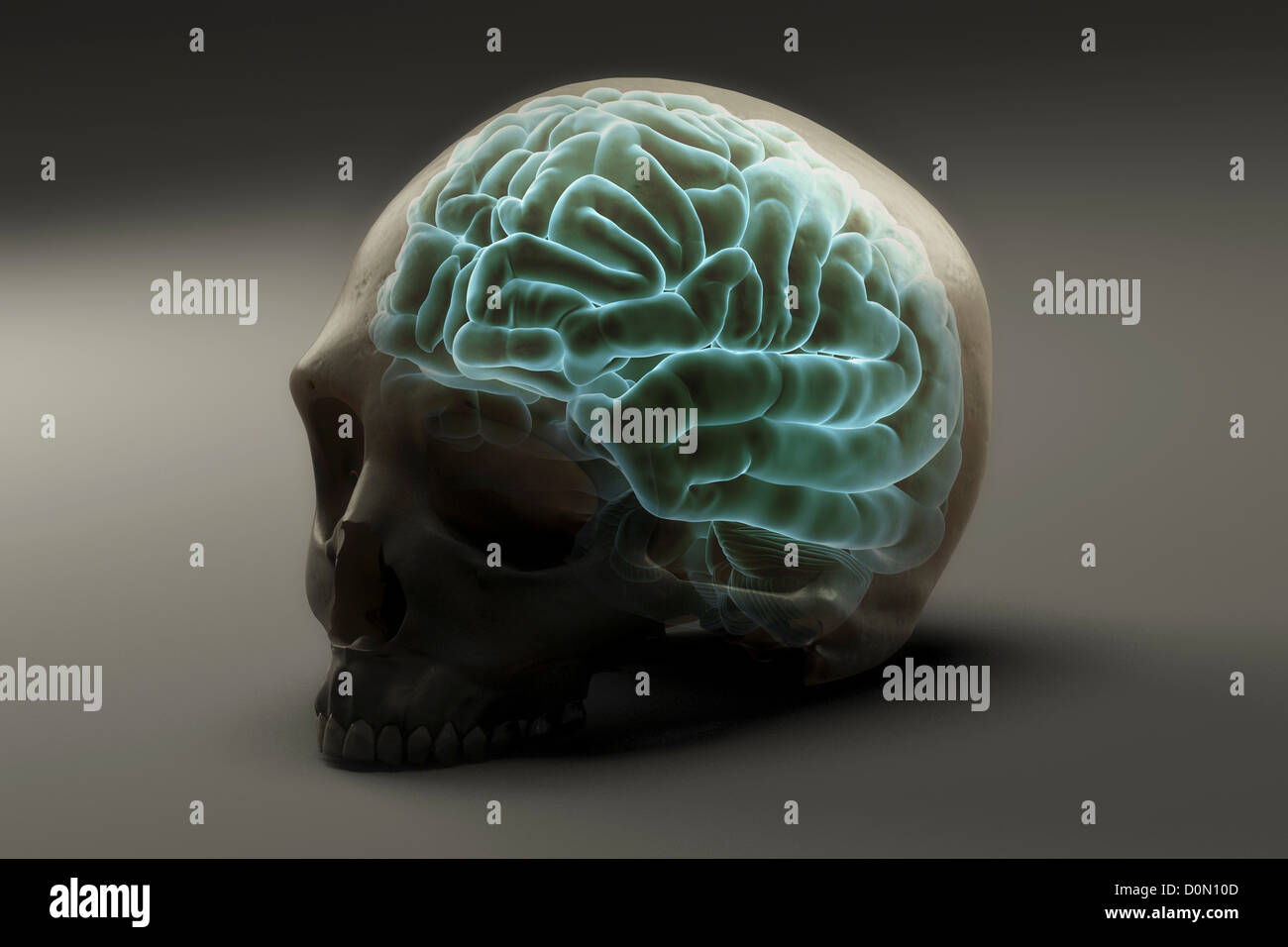 Cervello situato all'interno di un teschio umano. Foto Stock