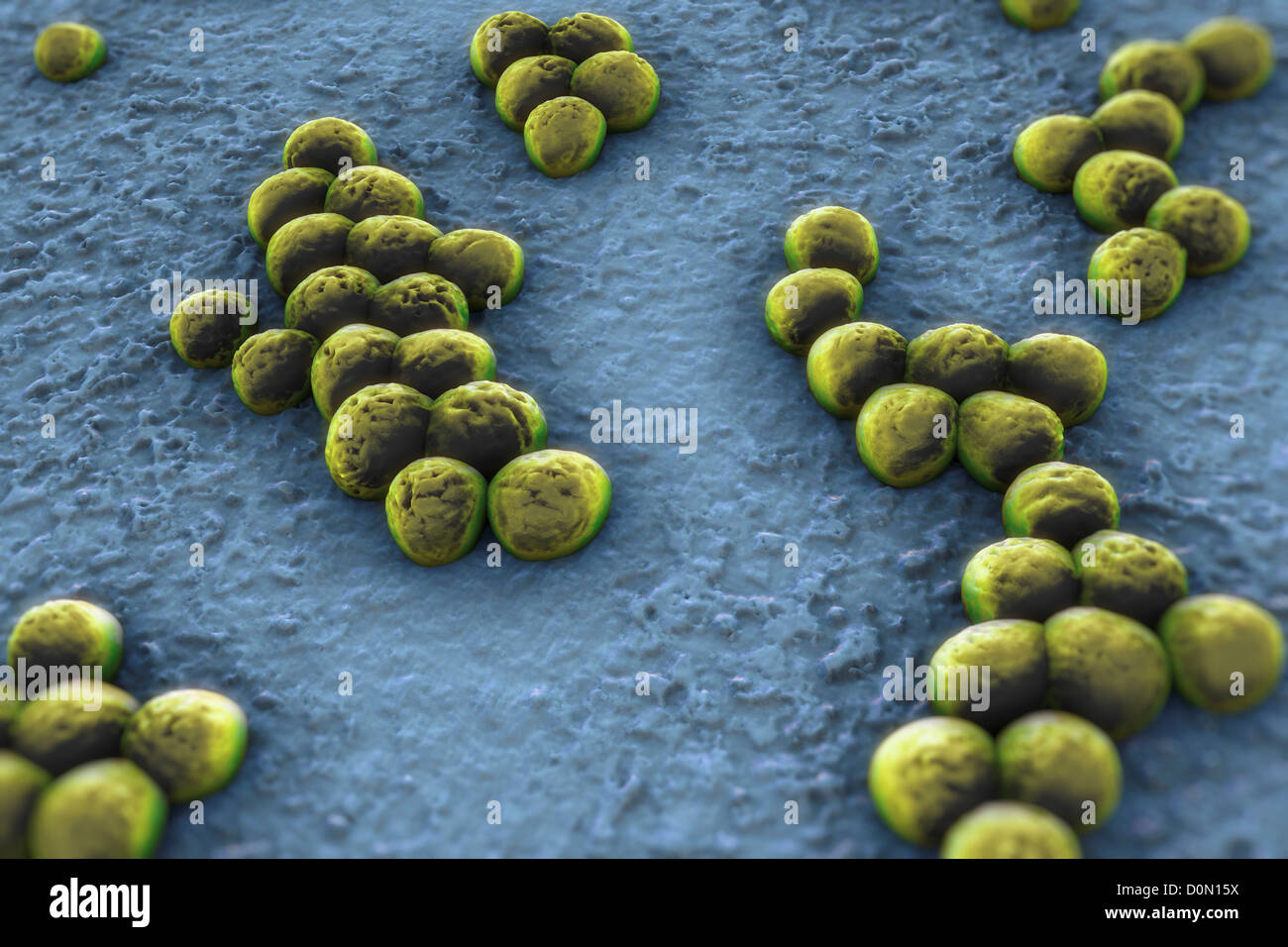 Cluster di 'superbug' (MRSA) batteri. Foto Stock