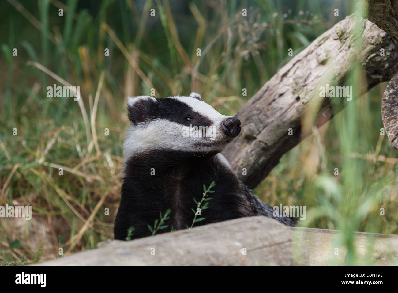 Badger cercando su un log. Foto Stock