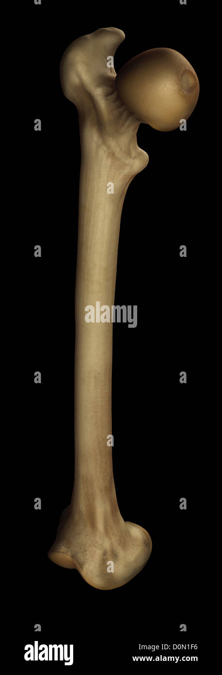 Il modello del femore destro osso. Foto Stock