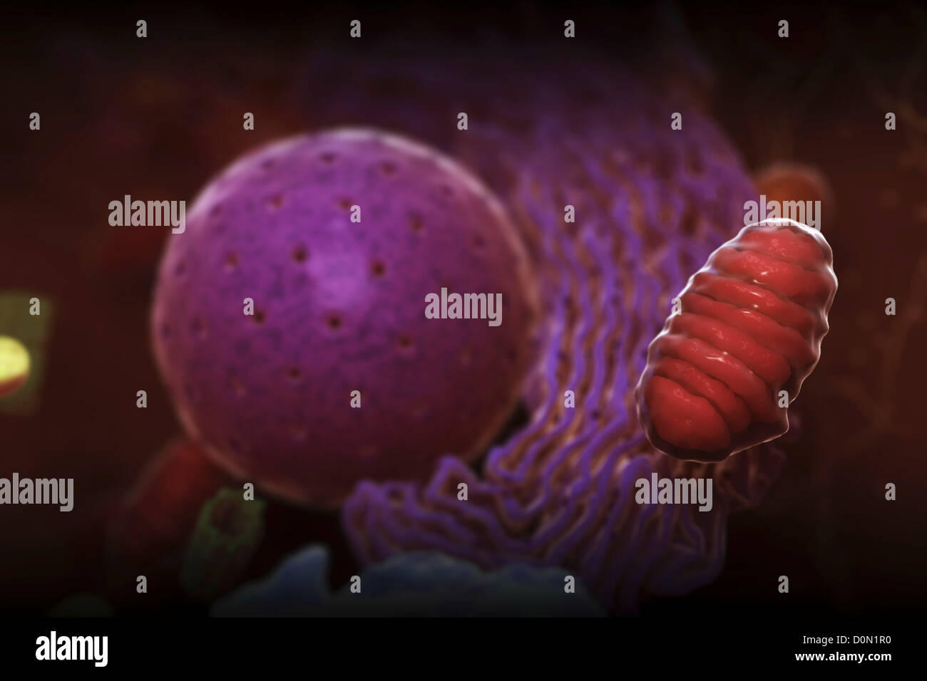Diagramma che mostra le operazioni interne di una cellula umana. Foto Stock