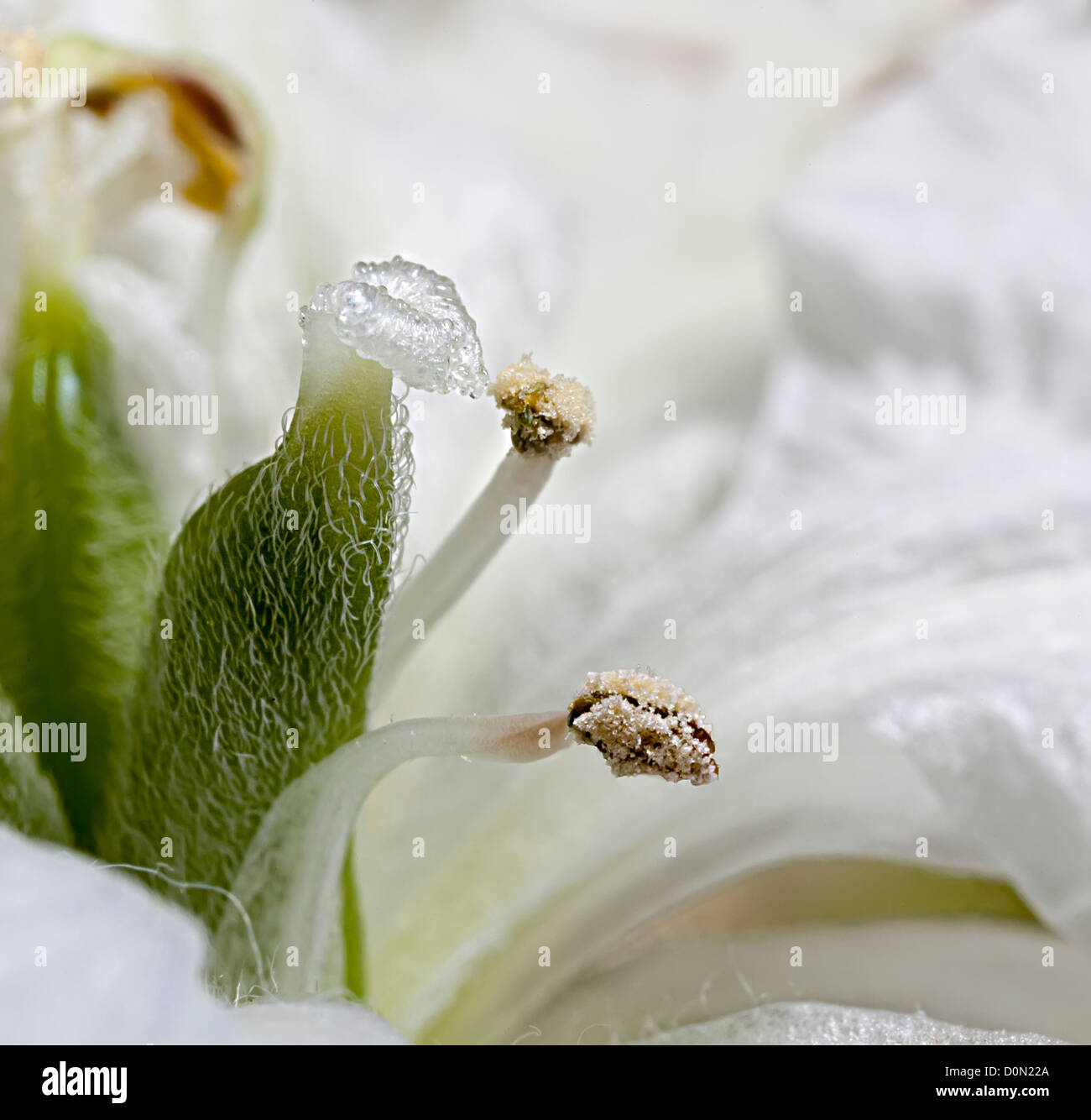 Lo Stigma e antere della Lilly peruviano, specie Alstroemeria, un fiore comunemente tagliato per la vendita nel Regno Unito Foto Stock