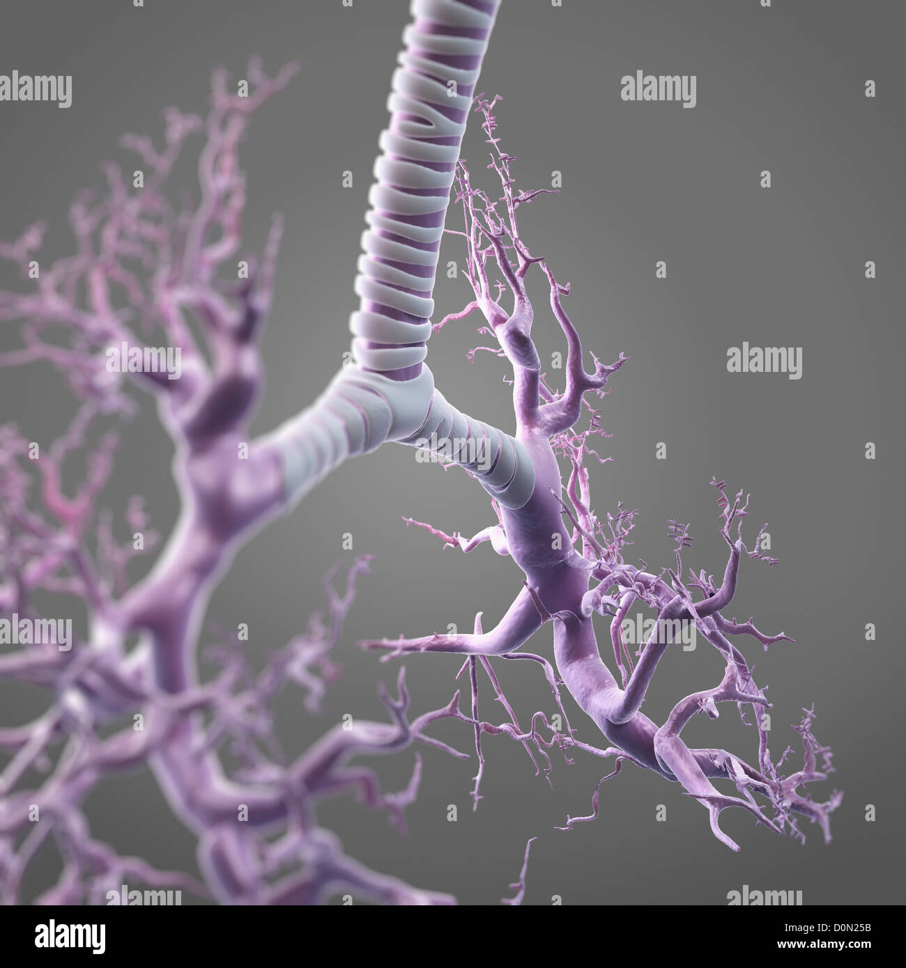Illustrazione digitale che mostra la struttura bronco tubi bronchiali. Questi percorsi portano aria nei polmoni del biossido di carbonio. Foto Stock